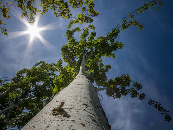 Low angle view of tree against sky