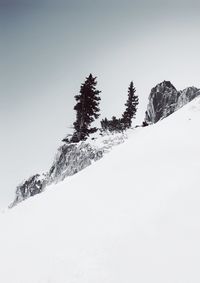 Snow covered pine tree against clear sky