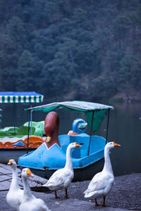 Seagulls perching on a water