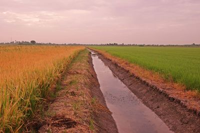 Scenic view of agricultural field against sky during sunset