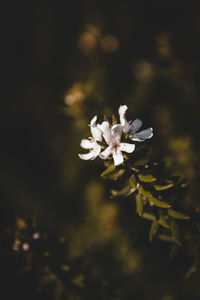 Close-up of white flowers