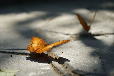 Close-up of butterfly on leaf