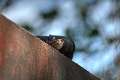 Close-up of rusty metal