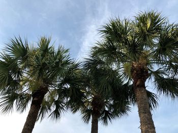 Low angle view of palm trees against sky