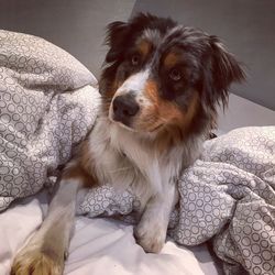 Close-up portrait of dog relaxing on bed at home