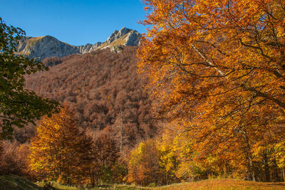 Trees in forest against sky during autumn