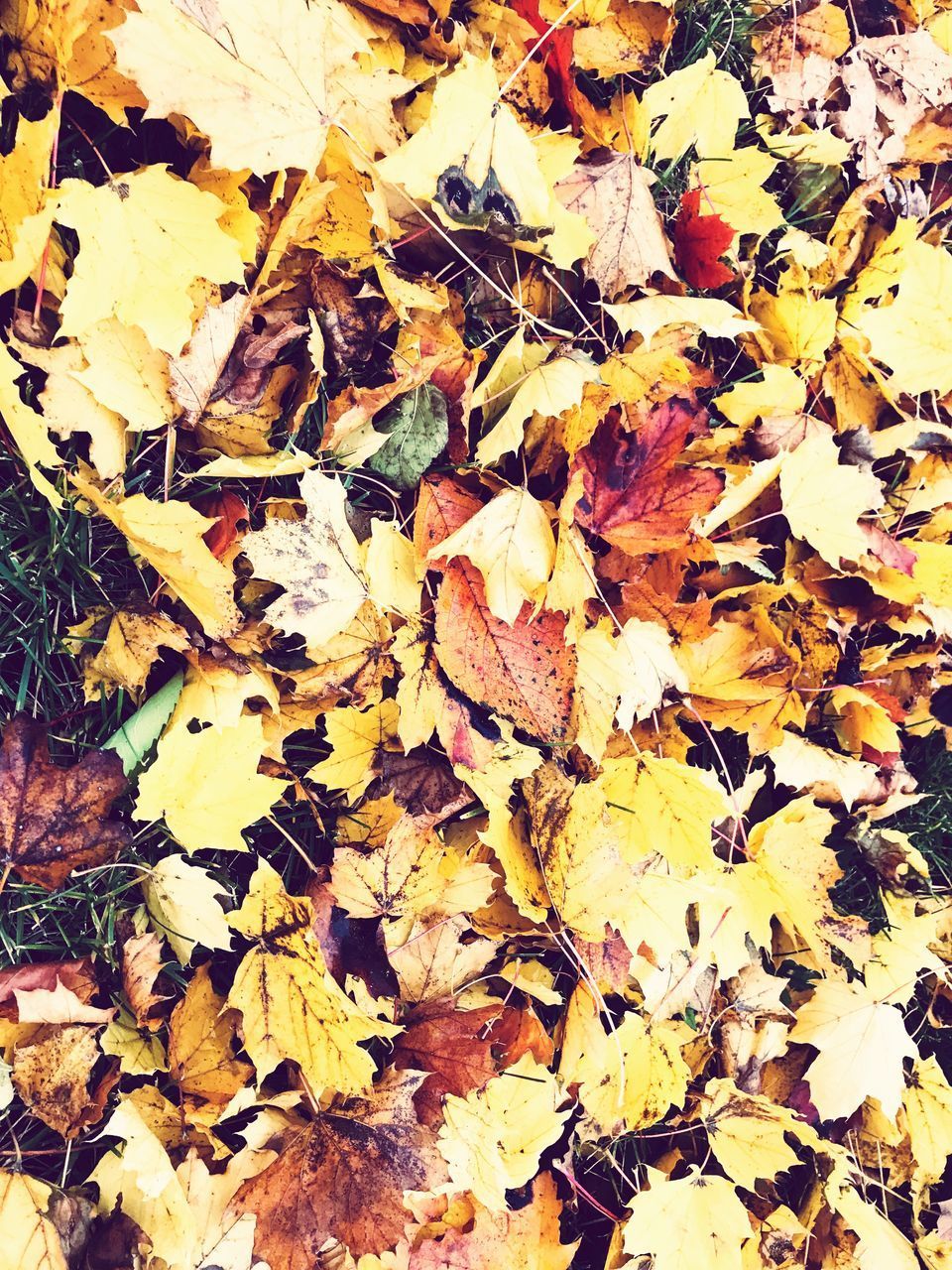 FULL FRAME SHOT OF DRY LEAVES