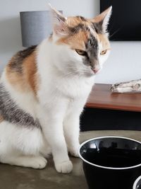 Close-up of cat on table at home