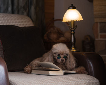 A small dog of the breed of that poodle on a chair with a book