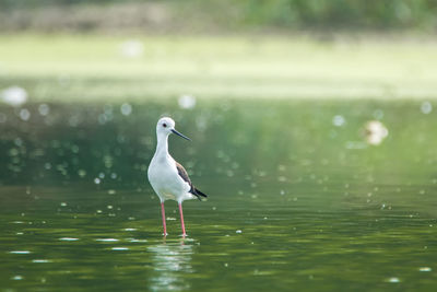 Seagull perching on a lake