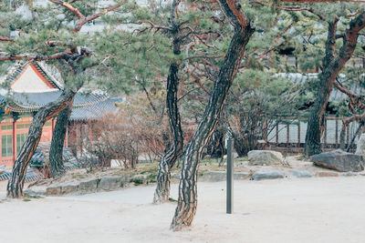 Trees growing in abandoned building