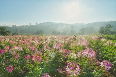 Pink flowering plants on field against sky