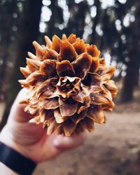 Close-up of hand holding plant