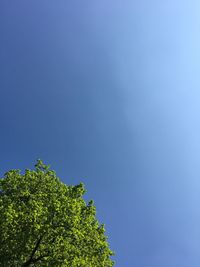 Low angle view of tree against blue sky