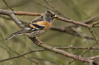 Close-up of bird perching on branch