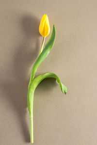 Close-up of flower against blurred background