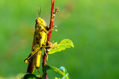 Close-up of insect on plant