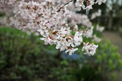 Close-up of pink cherry blossoms in spring