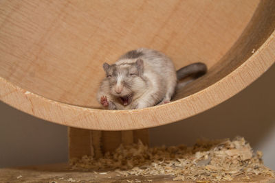 Close-up of mouse on wood