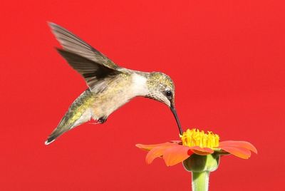 Close-up of humming bird by flower against red background