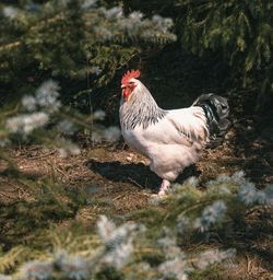 View of a bird on field