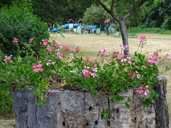 Flowers blooming on tree