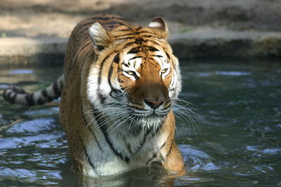 Tiger in pond at zoo