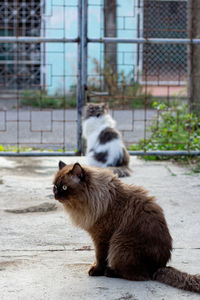 Perched munchkin cat on concrete floor , emotion alone cat