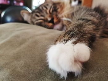 Close-up of cat sleeping on sofa