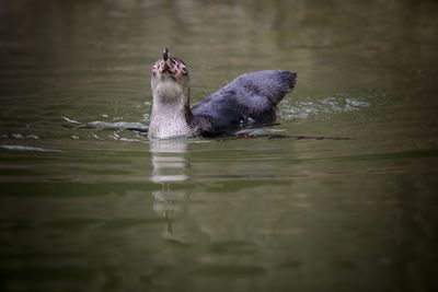 Bird swimming in lake