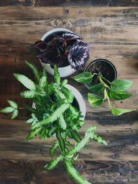 High angle view of potted plant on table