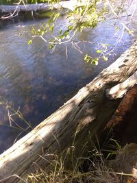 High angle view of fallen tree in lake