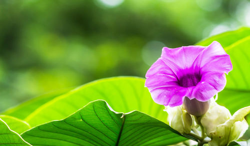 Close-up of pink flowering plant