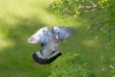 Close-up of eagle flying against tree