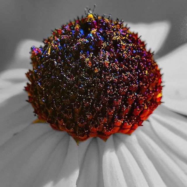 flower, indoors, petal, freshness, close-up, flower head, fragility, pollen, red, no people, selective focus, focus on foreground, decoration, high angle view, still life, home interior, nature, beauty in nature, table, day