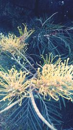 Close-up of plants during winter