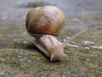 Snail on the road with shell and antennas