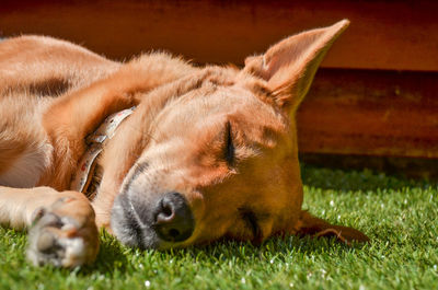 Close-up of puppy relaxing on grass