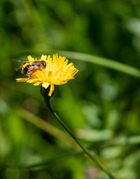 Close-up of bee pollinating on yellow flower