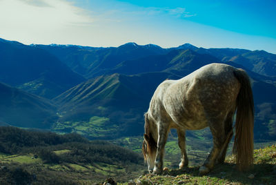 Wild horse standing in a mountains