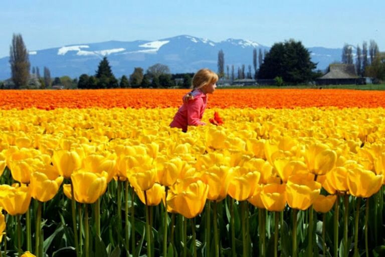 flower, field, agriculture, yellow, rural scene, beauty in nature, freshness, landscape, growth, lifestyles, leisure activity, nature, fragility, farm, standing, sky, rear view, plant