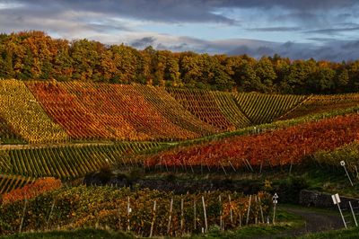 Scenic view of vineyard against sky