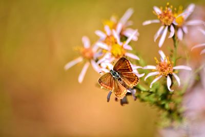 Close-up of butterfly pollinating on flower