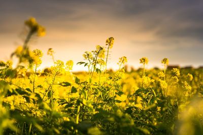 Scenic view of oilseed rape field against sky