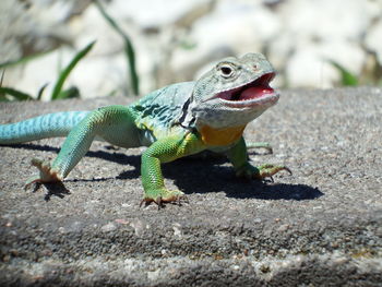 Close-up of lizard