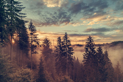Pine trees in forest during sunset