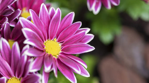 Close-up of pink flowering plant