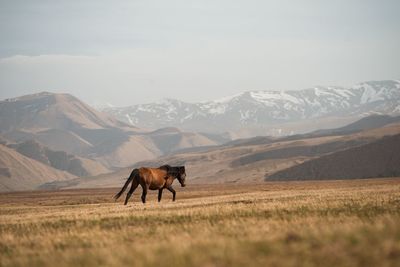 Horse in a field