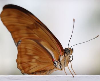 Close-up of butterfly pollinating