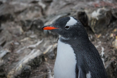 Close-up of penguin on rock